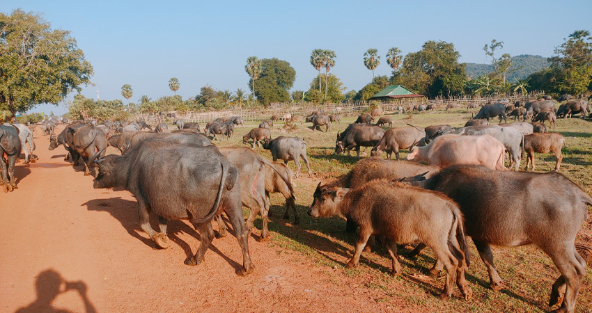 ANGKOR, GRAND LAC, VILLES COTIERES ET ILE PARADISIAQUE